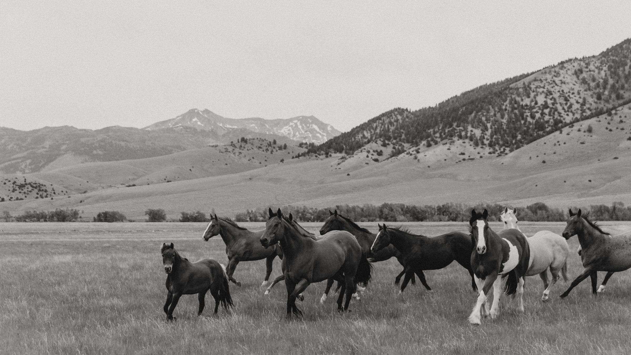 Wild horses running across a Montana pasture below the mountains